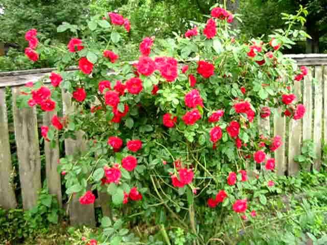 Плетистая роза Фламментанц