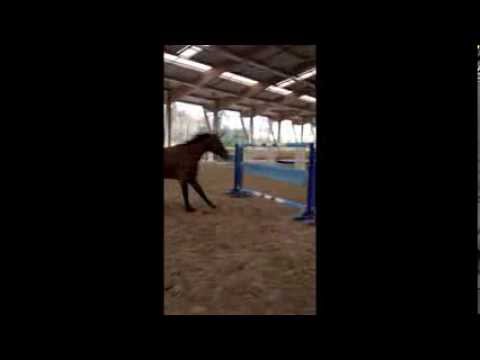 Julien Gonin travail à la longe