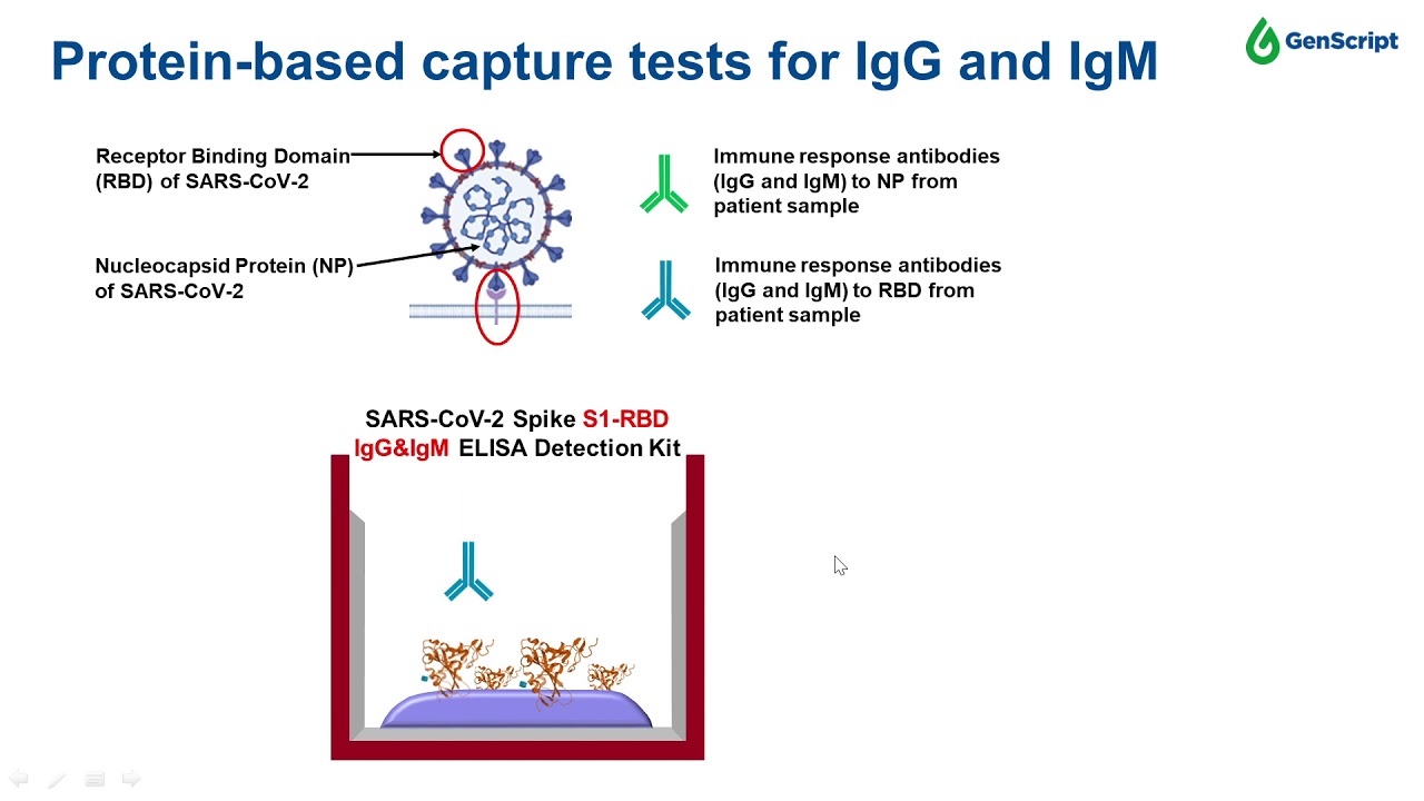 A high throughput test for detecting neutralizing antibodies to SARS-CoV-2