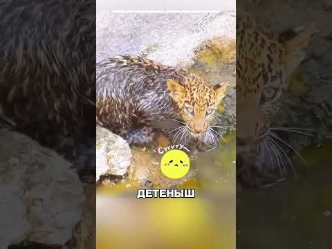 Опытный мужик спас ДЕТЕНЫША ЛЕОПАРДА😱🔥🐆