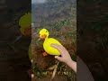 Pet Duck Adam Going for His First Swim🦆🌊 #funny