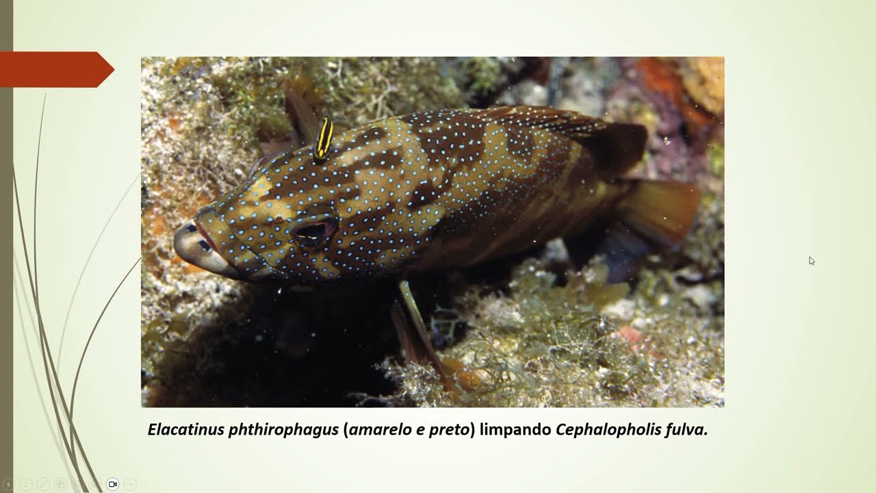 ANÁLISE DA OBRA ALIANÇA NO FUNDO DO MAR - CARLOS FIORAVANTI, REVISTA FAPESP - OBRA DO PAS 1 DA UnB