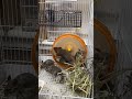 ブルーデグー(10月25日生まれ♂♀)超懐っこいです♪のYouTubeサムネイル画像