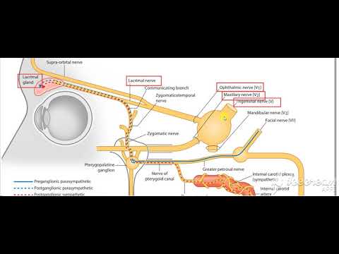 Ophthalmic nerve in orbit 6