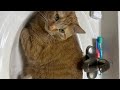 Orange Cat On His Throne