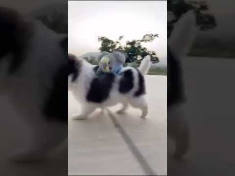 cute animal #cutebaby #deepak #cat