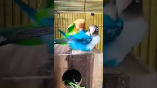 Download lagu Love birds meeting #youtubeshorts #shorts #budgiesparrots mp3