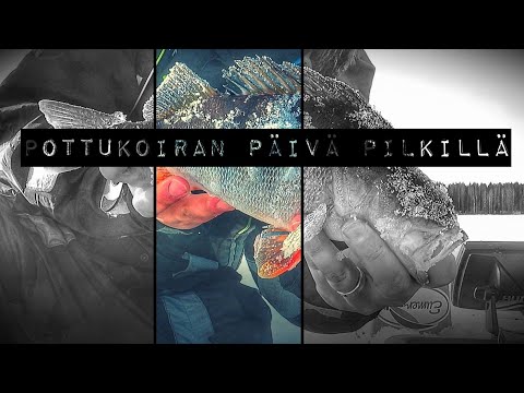 Pottu pilkkii 2019-jakso 14- pottukoiran päivä pilkillä