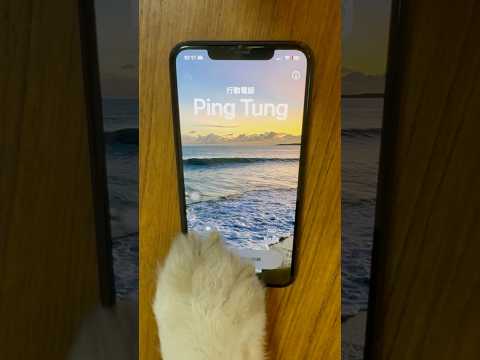 屏東騎步走—從福福眼中，看見一百種寵愛-第二屆金腳印獎『毛孩鏡勾追』活動