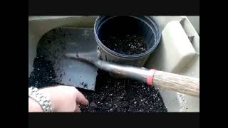 Repotting an Avocado Plant