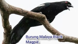 Download lagu Kicau Takar kambing| Murai Hitam Malaya《Malaya black Magpie》 mp3 Download lagu Kicau Takar kambing| Murai Hitam Malaya《Malaya black Magpie》 mp3