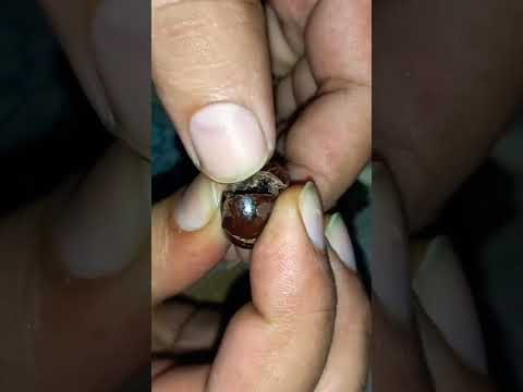 hershey exotic dark chocolate ##youtubeshorts##shorts ##viralvideo ##indian