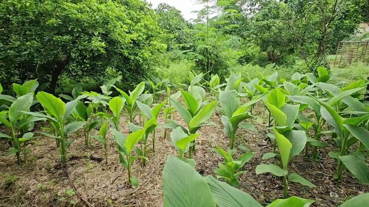 We provide a 2-day training program at Malpani Trust, Krushi Teerth, Bajwada