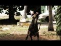 Pitbull - Max - Maximo 
