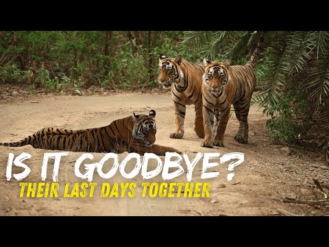 Riddhi's Subadult Cubs - One last Time | Ranthambore Tiger Reserve