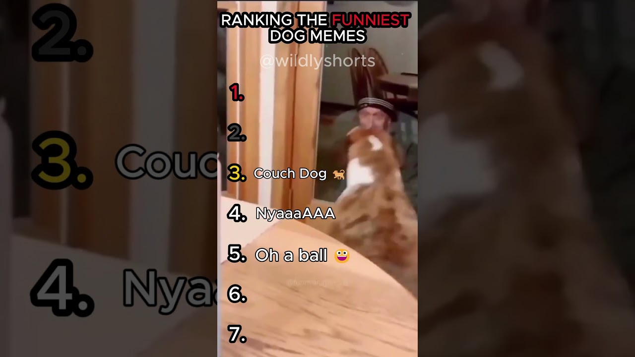Ranking the Funniest Dog Memes #funny