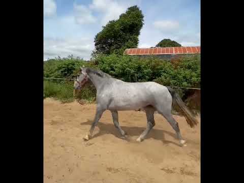 Creevagh Ferro x RID 3 yr old ISH filly - Image 2