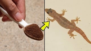 How to get rid of Lizards at Home Permanently and Quickly - Best Home Remedies