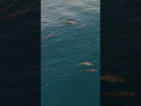 20 seconds of dolphins in the Comoros