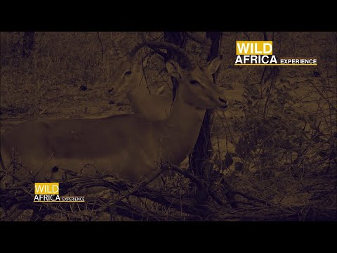 Wild Africa Experience: Episode 7 Impalas
