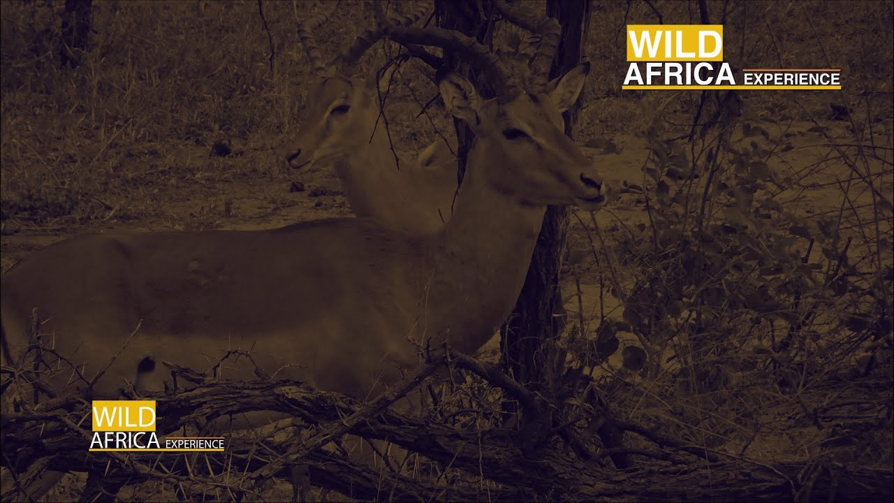 The 8  Best Documentaries About Impalas