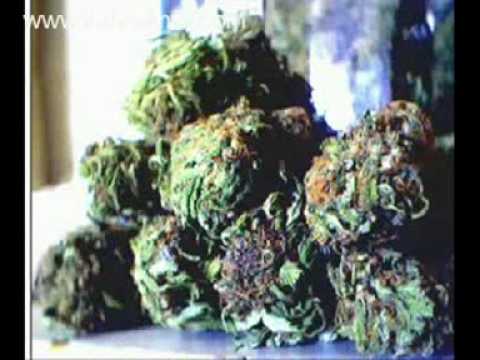 download lagu mp3 mp4 The Bong Song, download lagu The Bong Song gratis, unduh video klip The Bong Song