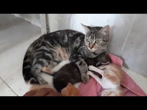 Gatos recién nacidos
