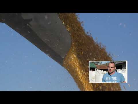 DEKALB hibridi kukuruza - Matija Patrcevic i Miroslav Sajdl