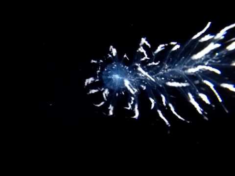 Blackwater diving: Kona, Hawaii