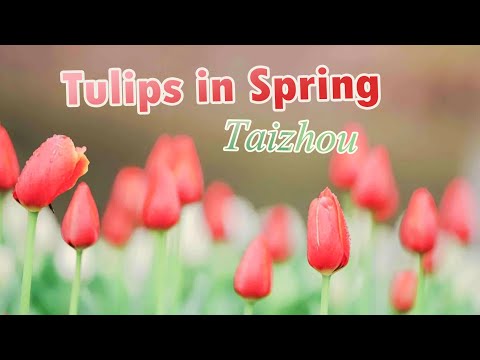 Come to Linhu Lake and have an unforgettable tulips weekend!
