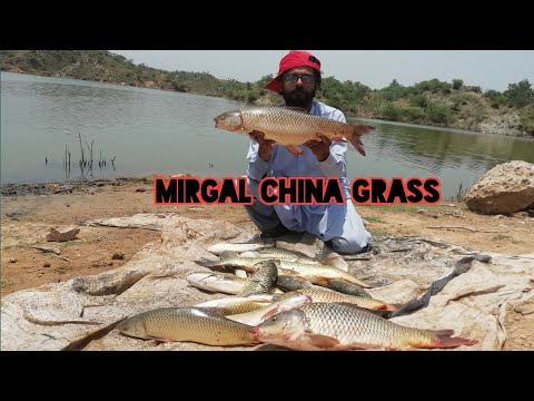 Fish hunting|| Dam fishing || Grass mirgal common carp || Usman Qureshi Pyare