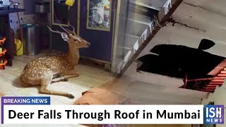 Deer Falls Through Roof in Mumbai