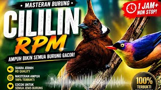 Download lagu 🔥 MASTERAN CILILIN RPM TERBAIK | SUARA JERNIH BIKIN BURUNG CEPAT GACOR & NGEROL PANJANG 🔥 mp3