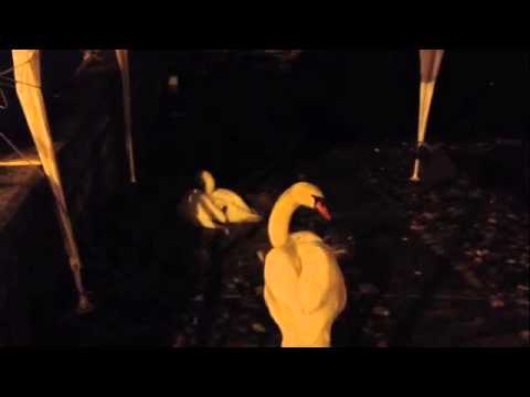 I cigni fuggono dal lago