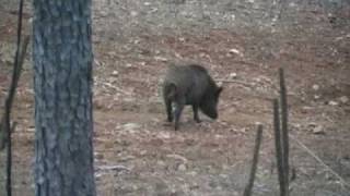 preview picture of video 'Georgia Hog Hunting'
