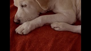 Teaser trailer | O cão de Ulisses (Guillermo Amengual, 2024)