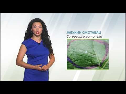 .Zelena prognoza, 3.8.2016. - O jabukinom smotavcu