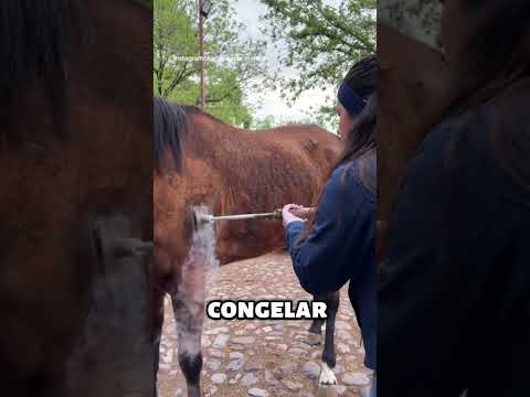 Las 3 Opciones Para Herrar 🎨🧊🔥