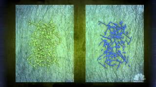 Waxworm Bacteria Could Recycle Plastic Trash