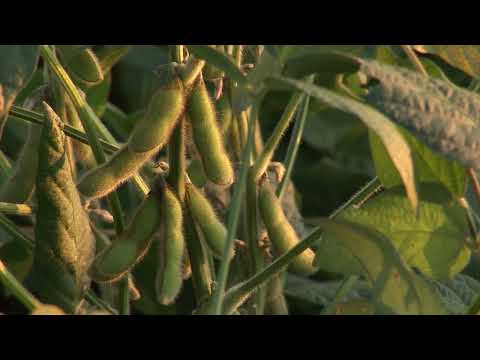 PAD CENA - Kukuruz i Uljana Repica NAJTRGOVANIJE na Berzi