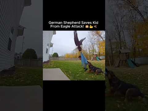 German Shepherd Saves Kid From Eagle Attack! 🐶💪🦅