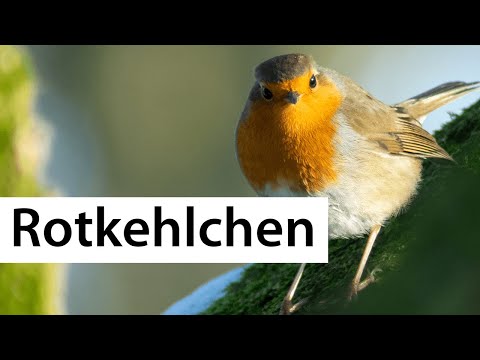 The robin - bird of the year 2021 | wild bird directory | bird profile | dobar wildlife