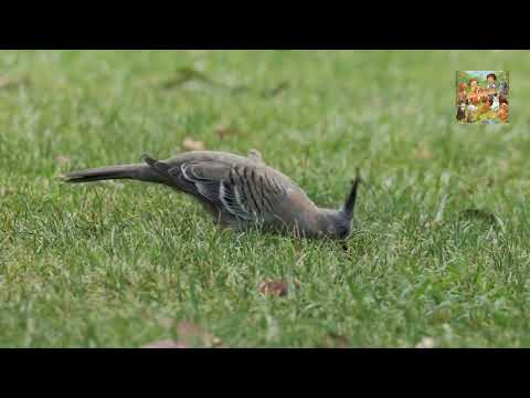 8 main types of pigeons (YouTube)