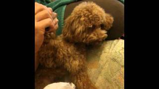 Clipping My Dog DD's nails (Toy Poodle Grooming)