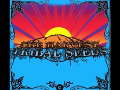 Tribal Seeds - Night Raver