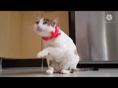 The cat is very sweet,  Pussy cat