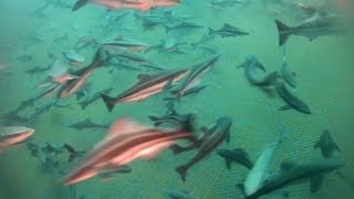 Farming the ocean like we do on land