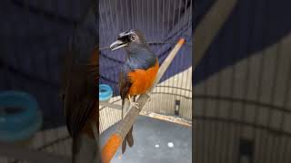 Download lagu Murai batu nembak Lovebird panjang. #muraiisianlovebird #muraibatujuara #muraibatuindonesia mp3