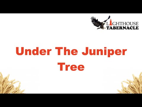Under The Juniper Tree