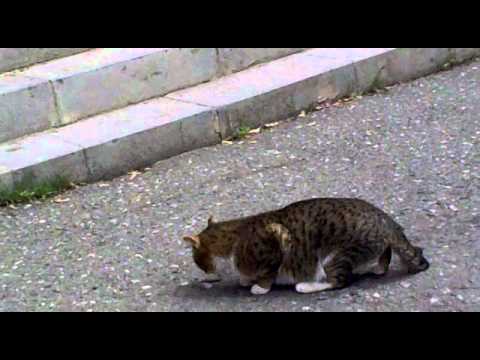 katun vonca utum puchur odzin.mp4